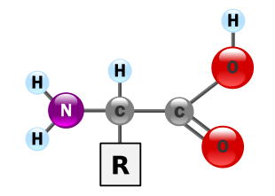 Aminoaicidi